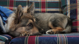 Corgi Hybrids Are The New Definition Of Cute
